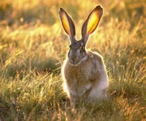 пазл Кролик с большими ушами
